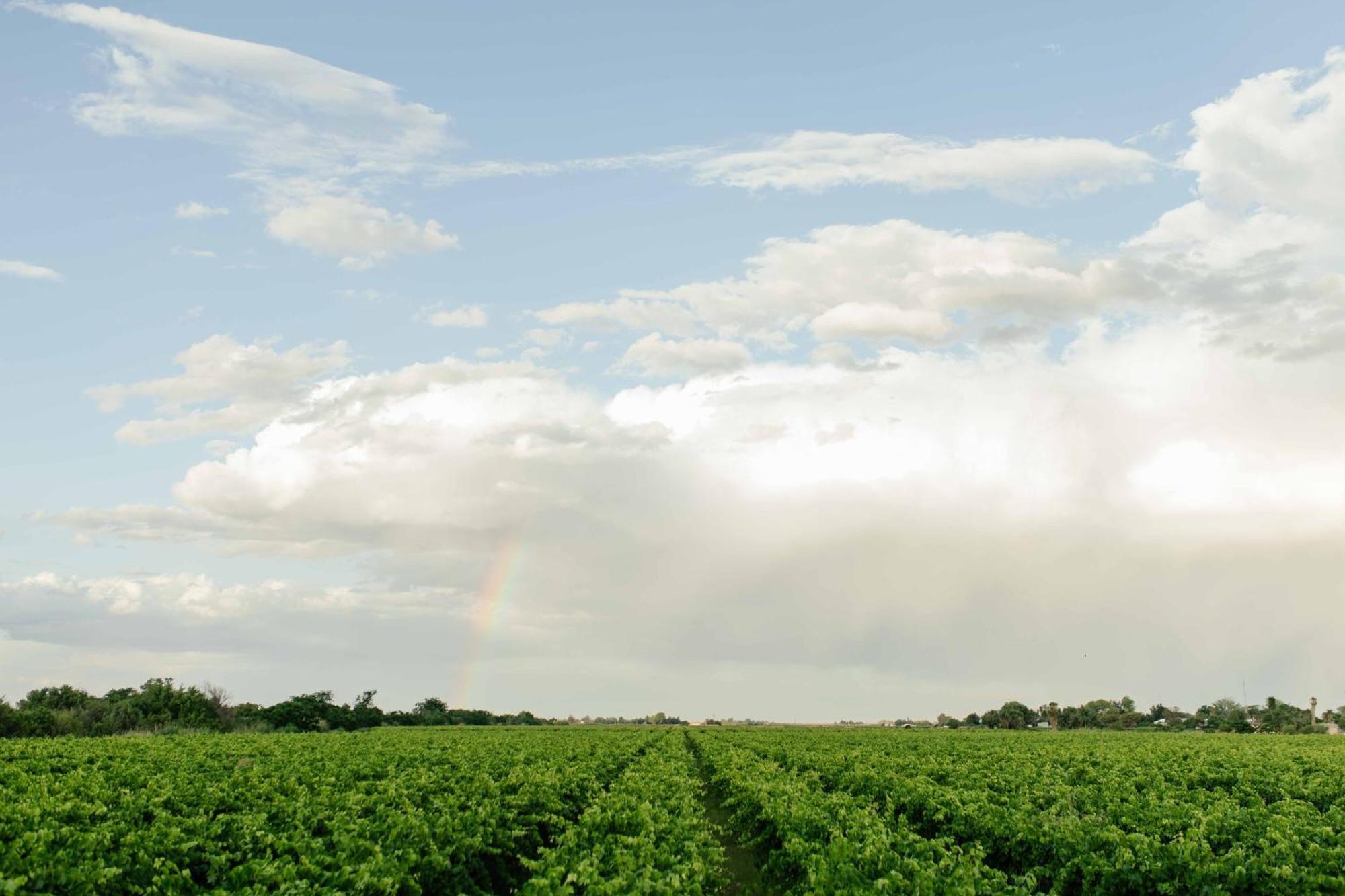 Upington African Vineyard Boutique Hotel & Spa Keimoes Eksteriør bilde